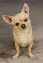 Small dog chihuahua stand concrete deep Royalty Free Stock Photo