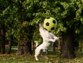 Small dog clashes with big ball Royalty Free Stock Photo