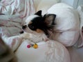 Small dog, cute, sleeps sweetly on its side Royalty Free Stock Photo