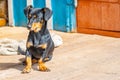 A small dog, a dachshund, sits on the threshold of the house