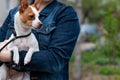 A small dog of decorative breed of that fox terrier of white color with red and fawn spots and brown nose sits on the hands of a Royalty Free Stock Photo