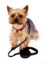 Small Dog with Dog-lead