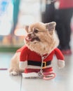 Small dog dressed in festive Santa Claus costume in joyful anticipation Royalty Free Stock Photo