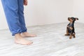 Small dog executes a command workout. Miniature pinscher sitting Royalty Free Stock Photo