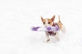 Small dog fetches big ring toy on snow Royalty Free Stock Photo