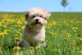 Small dog in a field of dandelions Royalty Free Stock Photo