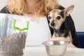 small dog food, pet feed, hungry cute dog looks at the food, wants to eat tasty treats