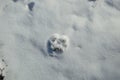 Small dog footprint in the snow Royalty Free Stock Photo
