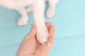 A small dog gives the paw to owner. Paw of a pet in a person`s palm. The concept of friendship between man and animal Royalty Free Stock Photo