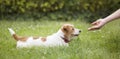 Small dog and hand, pet and human connection, friendship Royalty Free Stock Photo