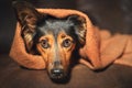 Small dog hiding under blanket