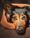 Small dog hiding under blanket Royalty Free Stock Photo