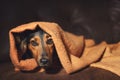 Small dog hiding under blanket