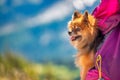 Small dog inisde a backpack along a national park, summer season Royalty Free Stock Photo