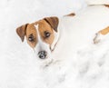 A small dog Jack russel terrier playing in snow and looking into camera. A cute doggy portrait in winter at cold frosty weather. W Royalty Free Stock Photo