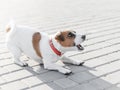 A Small Dog Jack Russell Terrier In Red Collar Running, Jumping, Playing And Barking On Gray Sidewalk Tile At Sunny