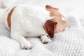 Small dog Jack Russell Terrier sleeping on couch turning away from camera Royalty Free Stock Photo