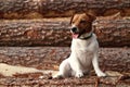 A small dog Jack Russell Terrier Royalty Free Stock Photo