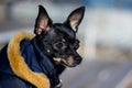 Small dog jacket cold in the winter. Royalty Free Stock Photo