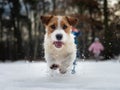 Small dog jumping in the snow, photo from low position. Sharp and dynamic photo of jack russell terrier. Royalty Free Stock Photo