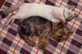 A small dog and a kitten amicably sleep Royalty Free Stock Photo