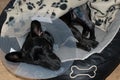 Small dog lair sick after surgery at home closeup sad Royalty Free Stock Photo