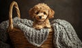 A small dog is laying on a blanket in a basket Royalty Free Stock Photo