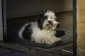 Dog laying in doorway Royalty Free Stock Photo