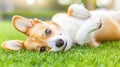 A small dog laying on its back in the grass, AI Royalty Free Stock Photo