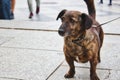 Small dog on a leash on a busy sidewalk