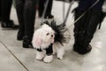 Small dog on a leash for a walk with mistress