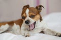 Small dog looking at camera and yawning lying on the bed. Royalty Free Stock Photo