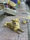 Small dog looks in camera pose on sidewalk