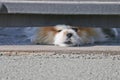 A small dog looks out from under the locked gate into the street and barks at passers-by. A little guard dog.