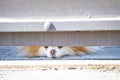 A small dog looks out from under the locked gate into the street and barks at passers-by. A little guard dog.