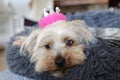 Small dog lying in bed with pink crown Royalty Free Stock Photo