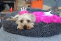 Small dog lying in bed with pink crown Royalty Free Stock Photo