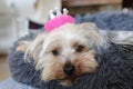 Small dog lying in bed with pink crown Royalty Free Stock Photo