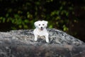 Small dog lying on big rock Royalty Free Stock Photo