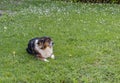 a small dog