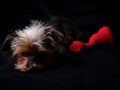 Cute dog lying with red plushy heart, with toy, sad look