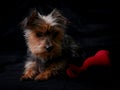 Cute dog lying on chair with red plushy heart-shaped toy