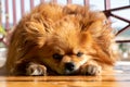 Small dog lying - sorrowful expression. Face of tired dog. Royalty Free Stock Photo