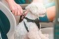 Dog traveling in a car Royalty Free Stock Photo