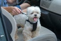 Dog traveling in a car Royalty Free Stock Photo