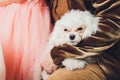 small dog Maltese lapdog white color lies in the arms of its beloved owner - a friend.