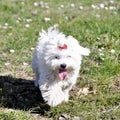 Small dog maltezer, in the autumn forest Royalty Free Stock Photo