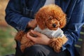 Small dog of miniature poodle breed in jacket clothes sitting in arms of female owner