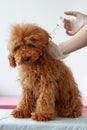 A small dog, a miniature poodle red brown, is sitting on a table, a hand is holding him by the withers, the second hand Royalty Free Stock Photo