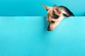 Small dog on a mock up for text, puppy terrier looks out from a blue background,pet with a copy space for animal stores, feed,